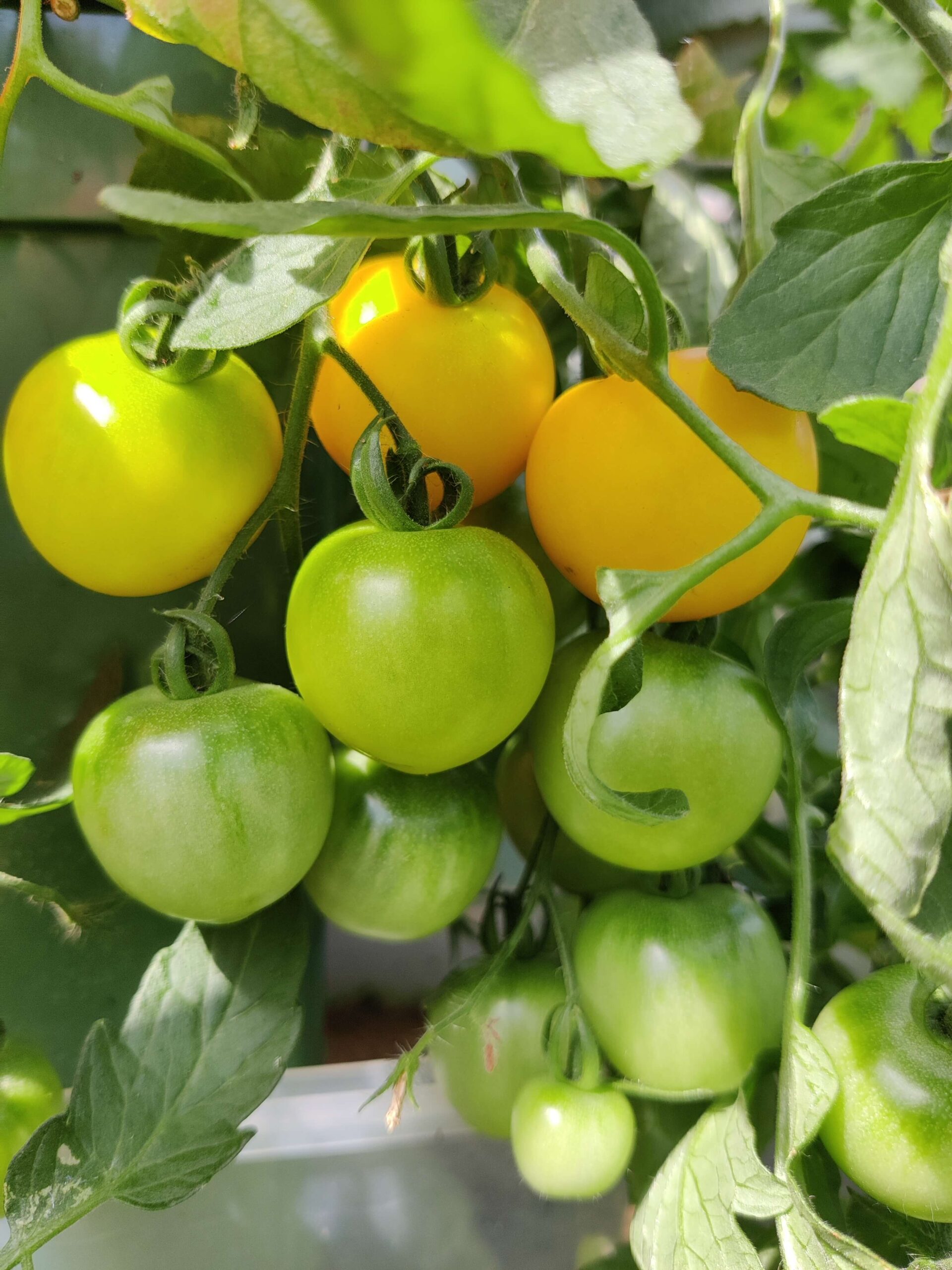 halifaxallotmenttomatoes