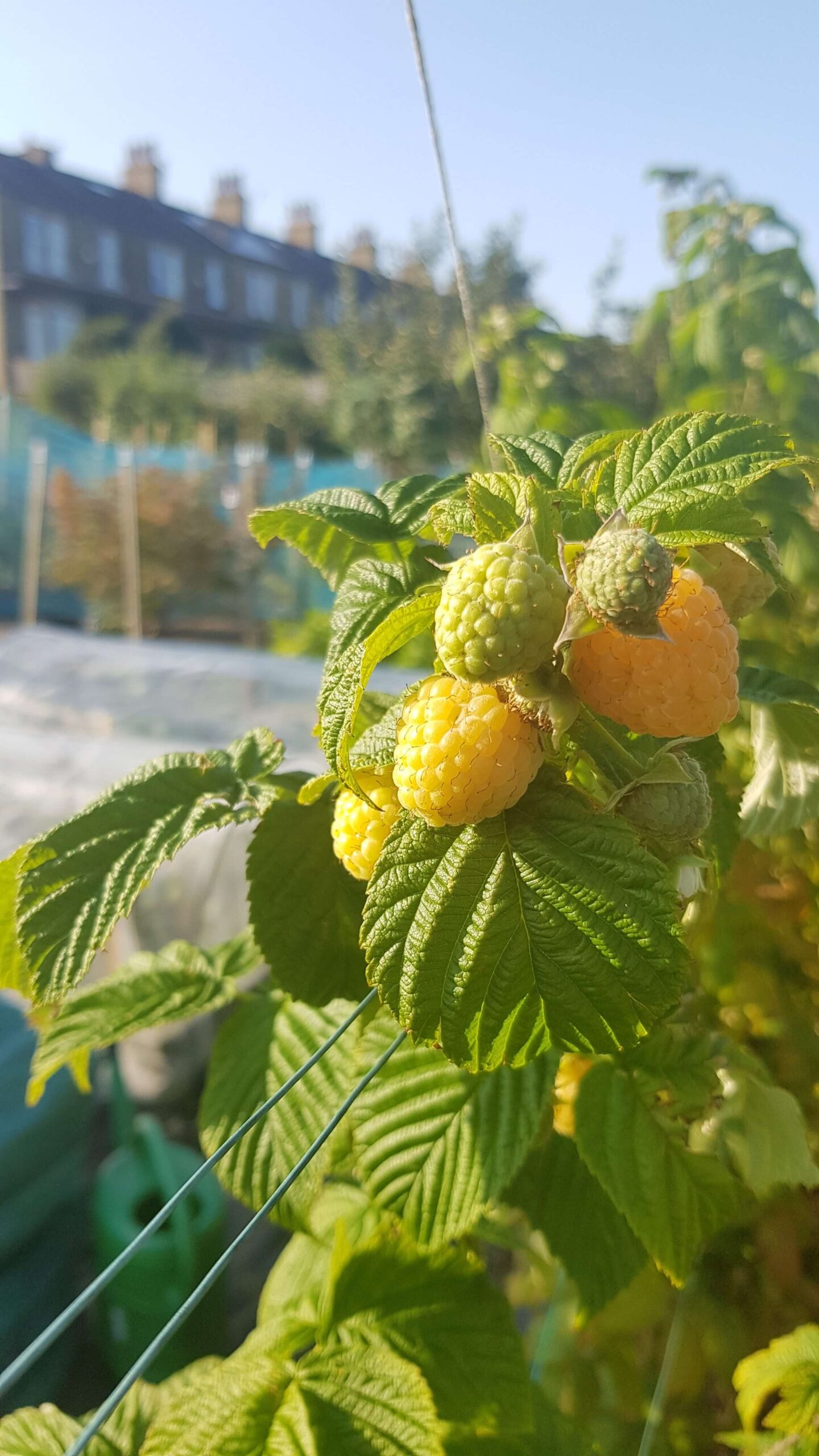 skircoatgrowingallotment